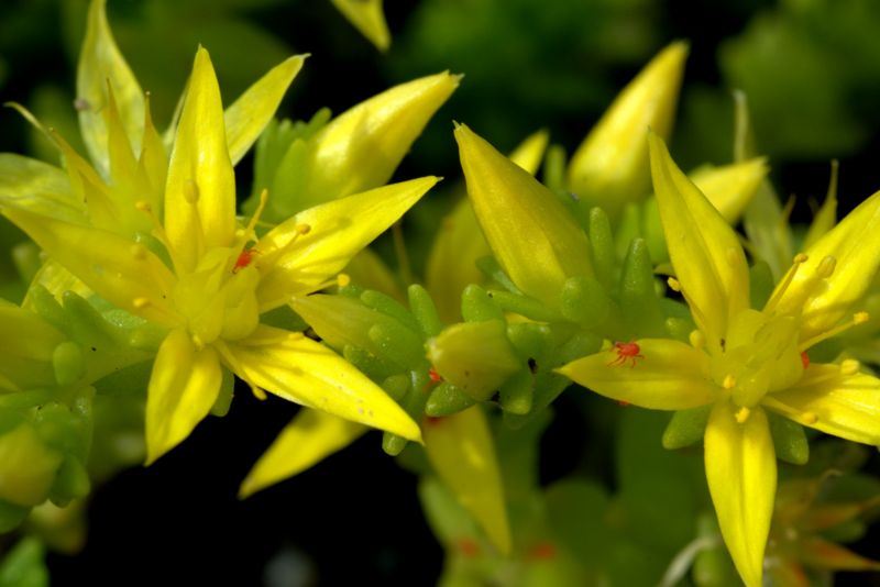 Sedum acre / Borracina acre
